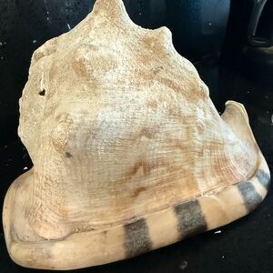 Large Natural Conch Shell